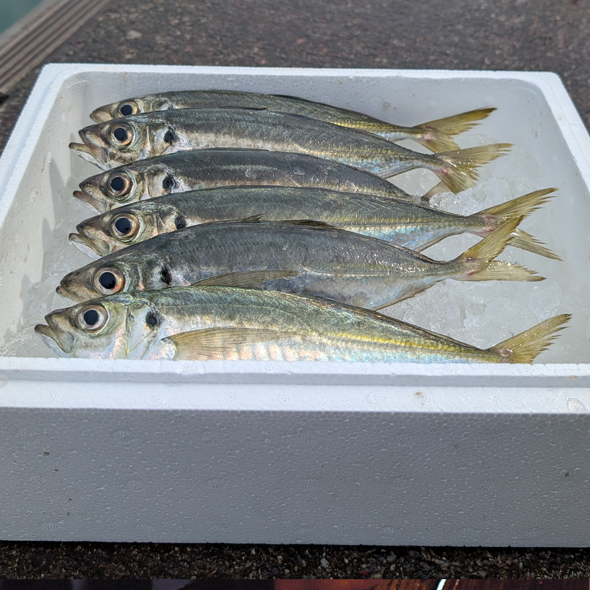 発泡スチロール箱に氷が敷き詰められた上に魚が乗っている様子