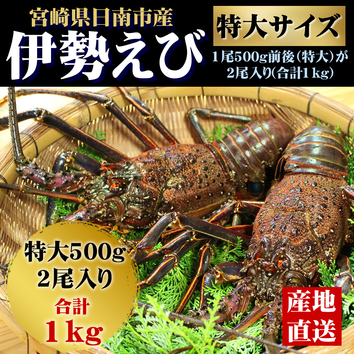 伊勢えび 特大1尾