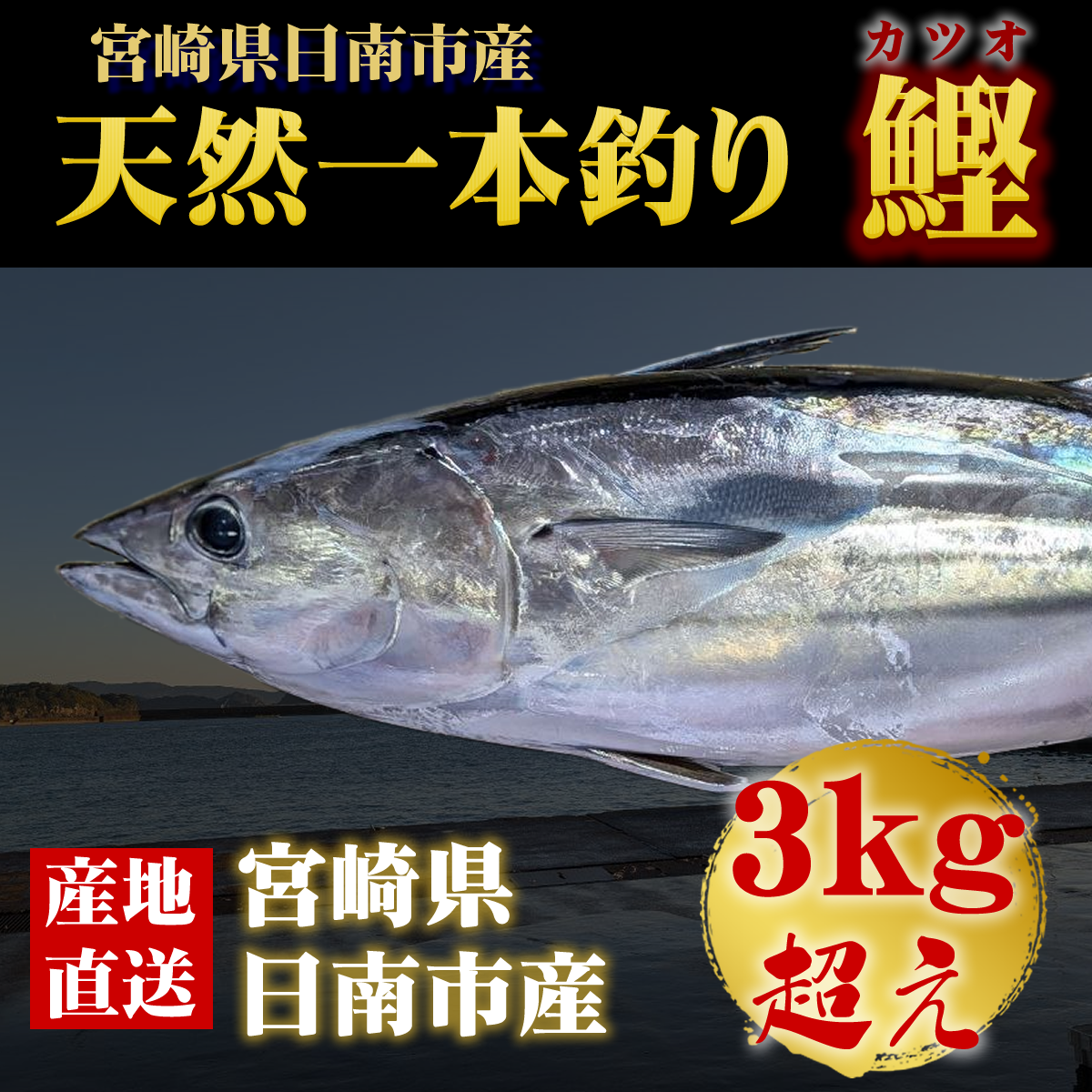 一本釣りカツオ