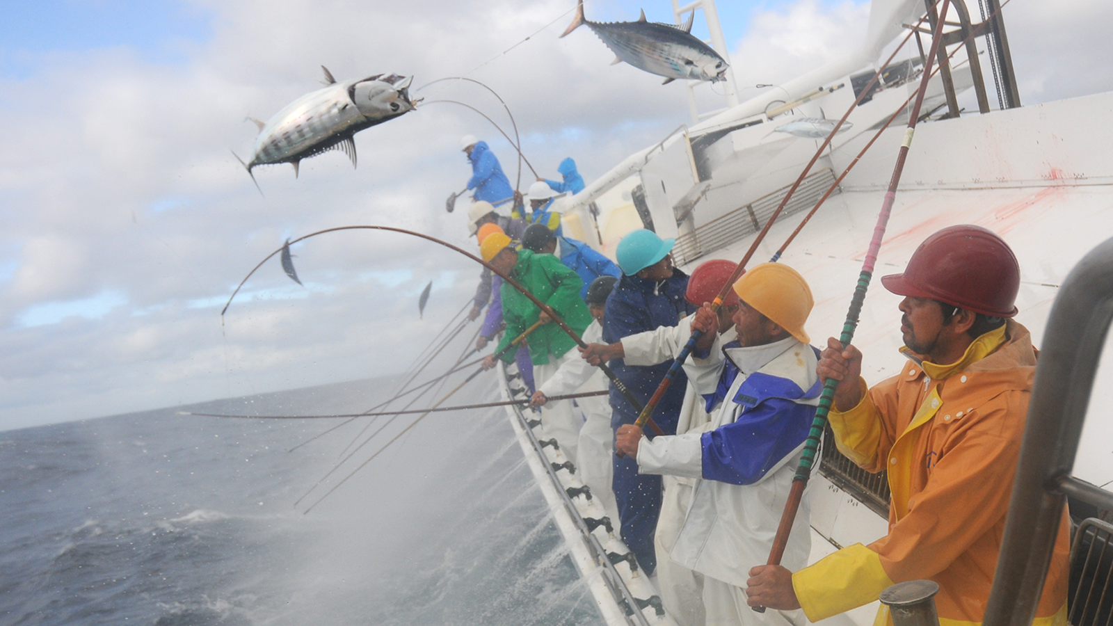 日南の一本釣りカツオの漁