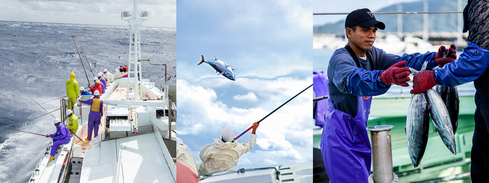 カツオの水揚げ