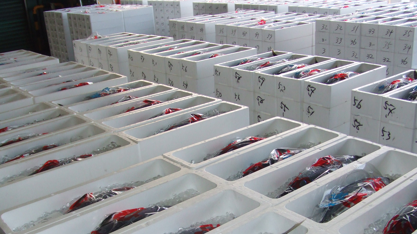 南郷漁業協同組合の一本釣りカツオの梱包