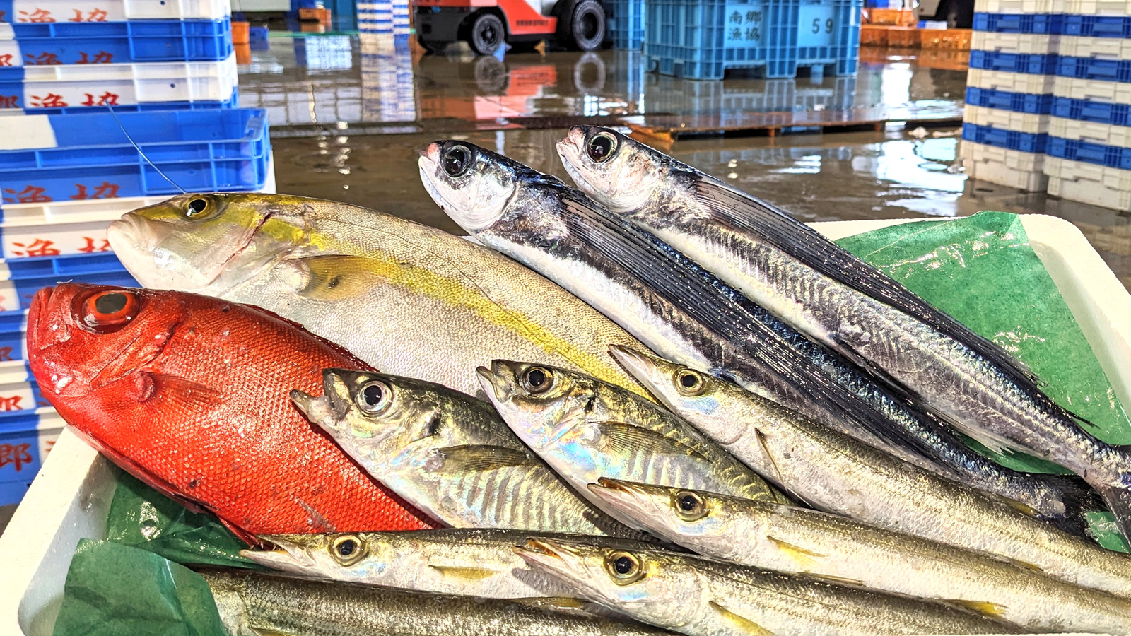 季節ごとの鮮魚イメージ